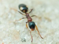 Dolichoderus quadripunctatus