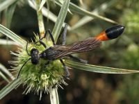 Ammophila