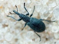 Apioninae