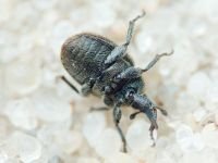Rhinusa tetra