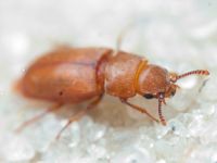 Antherophagus silaceus