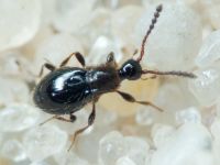 Coleoptera