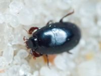 Paromalus flavicornis