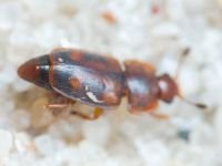 Epuraea biguttata