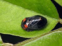 Penthimia nigra