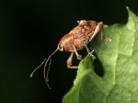 Curculio (Curculio) glandium