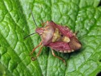 Carpocoris purpureipennis