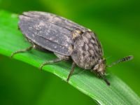 Thanatophilus sinuatus