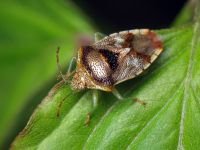 Elasmucha grisea