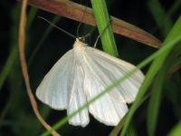 Siona lineata