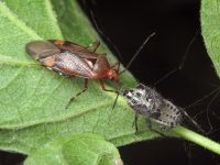 Deraeocoris flavilinea