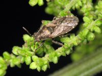 Heterogaster urticae