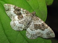 Epirrhoe alternata