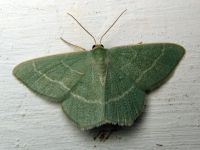 Chlorissa viridata