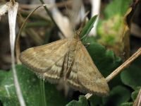Pyrausta despicata