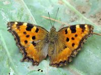 Nymphalis polychloros