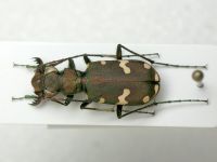 Cicindela talychensis