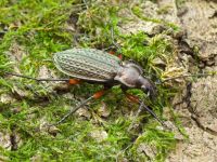 Carabus (Carabus) granulatus