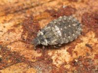Aradus betulae