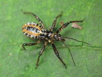 Rhynocoris iracundus