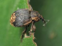 Brachypera taurica