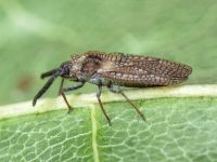 Dictyonota strichnocera