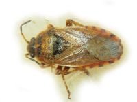 Platyplax salviae