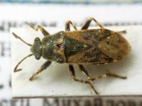 Heterogaster urticae