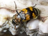 Nicrophorus vespillo
