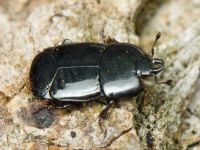 Hololepta plana