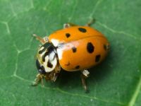 Hippodamia variegata