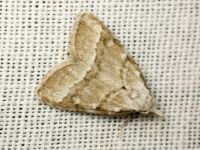 Nola aerugula