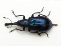 Temnocerus longiceps