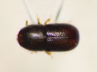 Xylographus bostrichoides