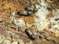 Bitoma crenata