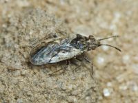 Nysius ericae