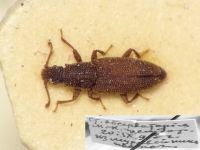 Monotoma conicicollis