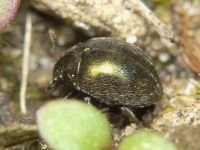 Lamprobyrrhulus nitidus