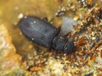 Enicmus brevicornis