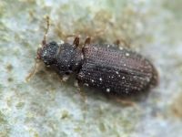 Enicmus brevicornis