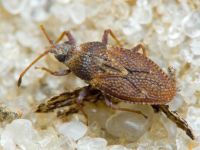 Oncochila simplex