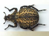 Brachycerus spinicollis