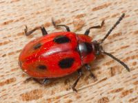 Endomychus coccineus