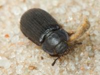 Grynocharis oblonga