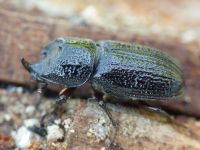 Sinodendron cylindricum