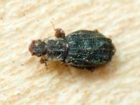 Cartodere nodifer
