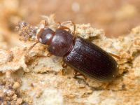 Tribolium madens
