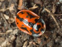 Pilemostoma fastuosa