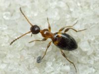 Anthelephila pedestris