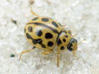 Tytthaspis sedecimpunctata